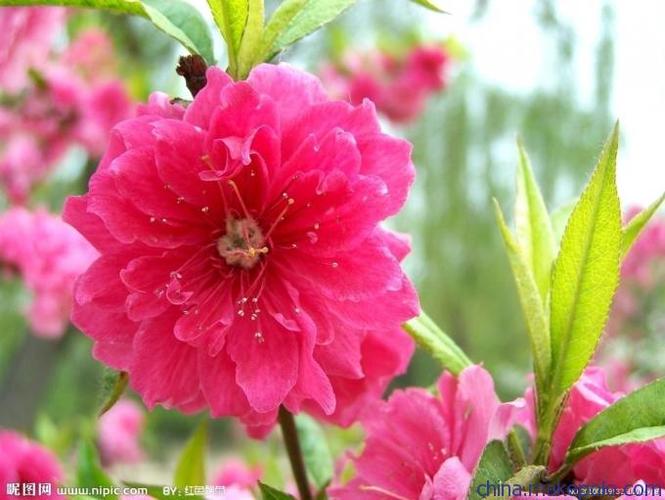 碧桃种植场批发各个品种苗木花卉产品
