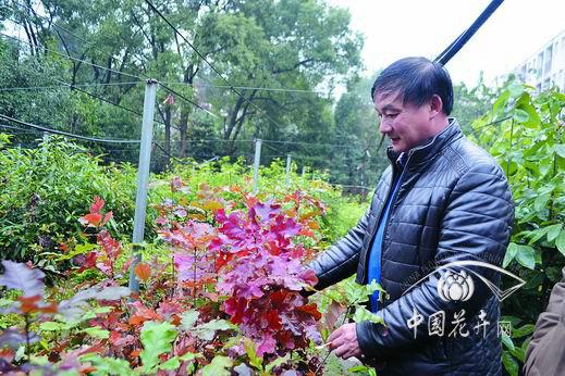 栎类经营从收集种质资源做起 - 园林苗木 - 中国花卉网